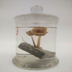 食药用菌标本 专业制作 可定制 运费自理