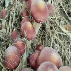 怡和 大球盖菇 鲜品500克 肉质鲜嫩 口感醇厚 品质很棒