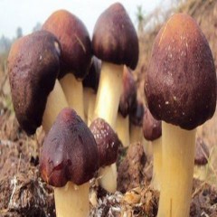 怡和 大球盖菇 鲜品500克 肉质鲜嫩 口感醇厚 品质很棒