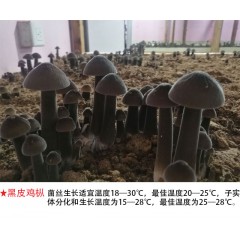 黑皮鸡枞试管母种