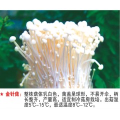 金针菇-试管母种