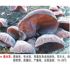 黑木耳-试管母种