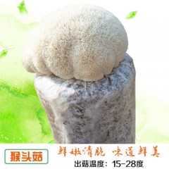 香菇菌包食用菌菌种菌包菌种蘑菇种子多肉植物阳台种植蘑菇菌包