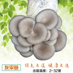 灰平菇菌包食用菌菌种菌包菌种蘑菇种子多肉植物阳台种植蘑菇菌包