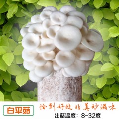 蘑菇种植包白平菇菌包种蘑菇菌包食用菌菌种家庭种植盆栽蘑菇菌种子