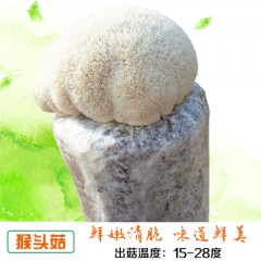 蘑菇种植食用菌棒菌种菌包种子蘑菇家庭种植包平菇菌种阳台植包