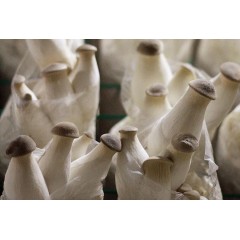杏鲍菇种蘑菇菌包食用菌棒菇种蘑菇种子多肉植物阳台养殖春季菌种