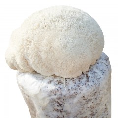 猴头菇种菌包食用菌棒菌包菌种种子蘑菇多肉植物阳台种植菌包