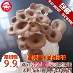 茶树菇菌包食用菌棒菌包菌种种子蘑菇多肉植物阳台养殖菌包