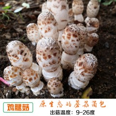 秀珍菇食用菌包蘑菇种植包种子菌包菌种家庭养植食用菌种植