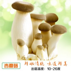 秀珍菇食用菌包蘑菇种植包种子菌包菌种家庭养植食用菌种植