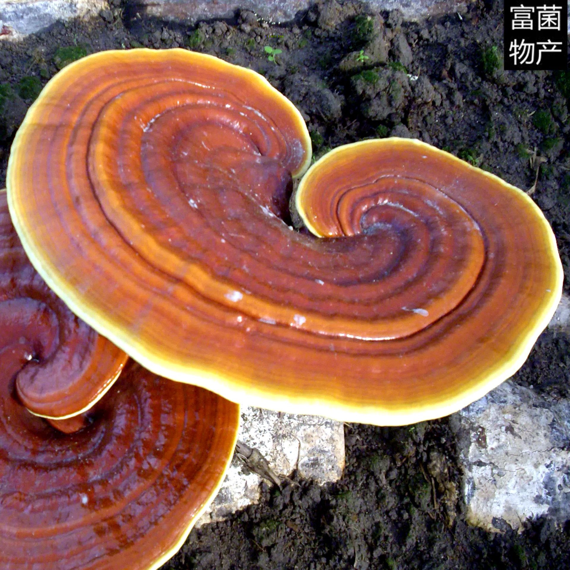 龙泉灵芝之乡开始供应韩芝优质特级种菌种原种