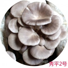 富菌供应秀珍菇菌种 原种 特级种