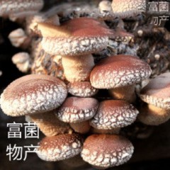 供珍珠菇品种特级 优质香菇菌种原种