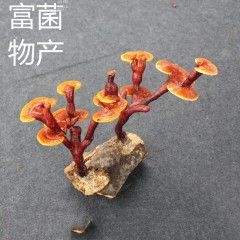 龙泉提供原生态活体灵芝盆景菌种