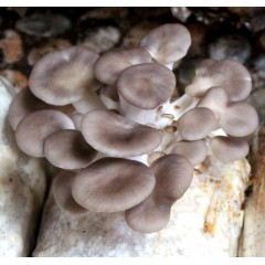 富菌供应秀珍菇菌种 原种 特级种