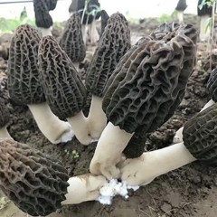 金隆菇业精品羊肚菌菌种需要请下单