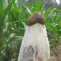 金隆菇业创出竹荪菌种精品推荐