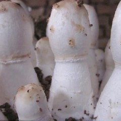 金隆菇业创出食用菌精品 鸡腿菇