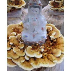 金隆菇业创出观赏灵芝家里办公室观赏品        活体嫁接灵芝盆景观音