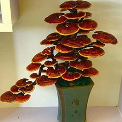 金隆菇业创出观赏灵芝家里办公室观赏品