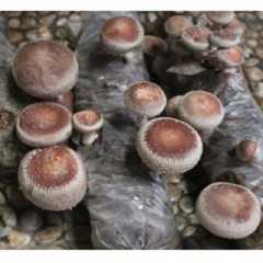 菇乡龙泉供应优质反季节香菇等食用菌种菌包菌棒