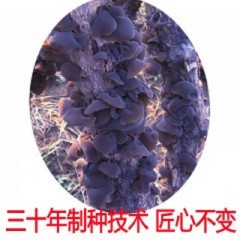 浙江供应段木黑木耳菌种 特级种 高产优质