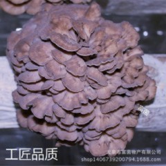 栗蘑特级种 菌种 原种 高产优质系列 菇乡供应