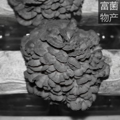 灰树花(舞茸)栗蘑特级种 菌种 原种 高产优质系列