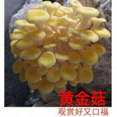 黄金菇，金针菇