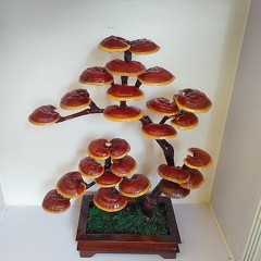 观赏灵芝盆景盆栽活体菌包盆景赤灵芝成品灵芝室内办公室 迎客松（右）