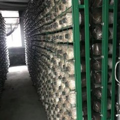 观赏灵芝盆景盆栽活体菌包盆景赤灵芝成品灵芝室内办公室 迎客松（右）