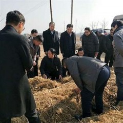 观赏灵芝盆景盆栽活体菌包盆景赤灵芝成品灵芝室内办公室 迎客松（右）