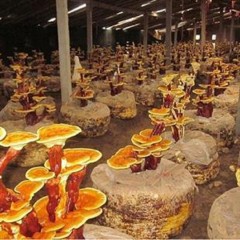 观赏灵芝盆景盆栽活体菌包盆景赤灵芝成品灵芝室内办公室 迎客松（右）