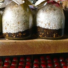 金隆菇业精品羊肚菌菌种需要请下单