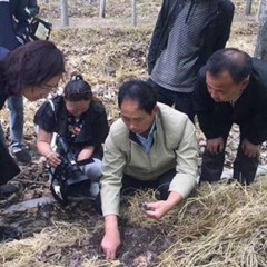 金隆菇业精品羊肚菌菌种需要请下单