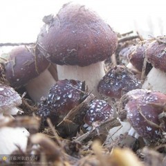 金隆菇业创出大球盖菇菌种