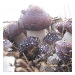 大球盖菇菌种