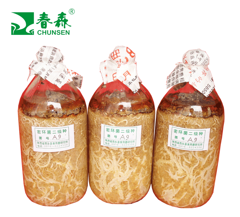 蜜环菌A9品种图片